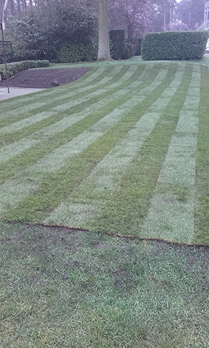 plaatsen graszoden